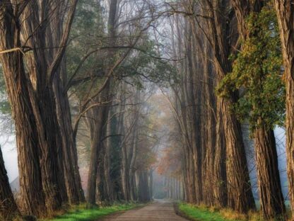 Acacia Wallpaper is a photo mural of dark trees extending over a foggy lane from About Murals.