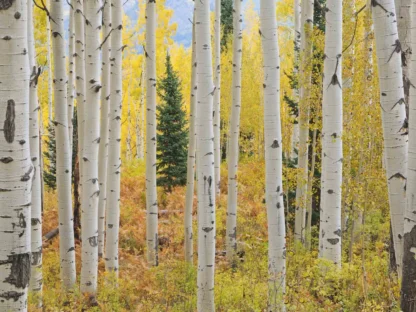 Aspen Forest Wallpaper is a photo mural of tall trees with peeling bark in a golden autumn forest from About Murals Canada.