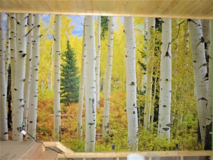 Aspen Forest Wallpaper, as seen on the wall of this log cabin in cottage country, is a photo wall mural of tall trees in a golden autumn forest from About Murals.