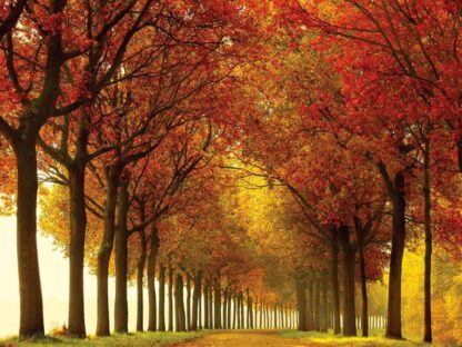 Autumn Colors Wall Mural - Image 2