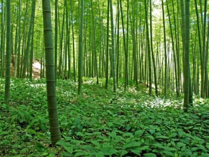 Bamboo Forest Wall Mural - Image 2