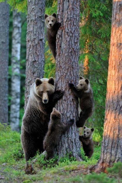 Bear Wallpaper is a photo mural of a large brown bear helping small bear cubs climb a pine tree from About Murals.