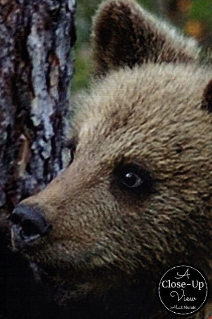 A close-up view of a bear cub's face from a bear wallpaper sold by About Murals.