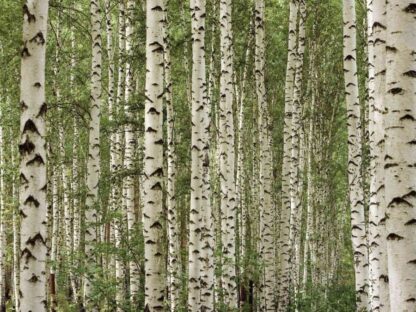 Birch Tree Forest Wall Mural features green trees in a majestic forest from About Murals.