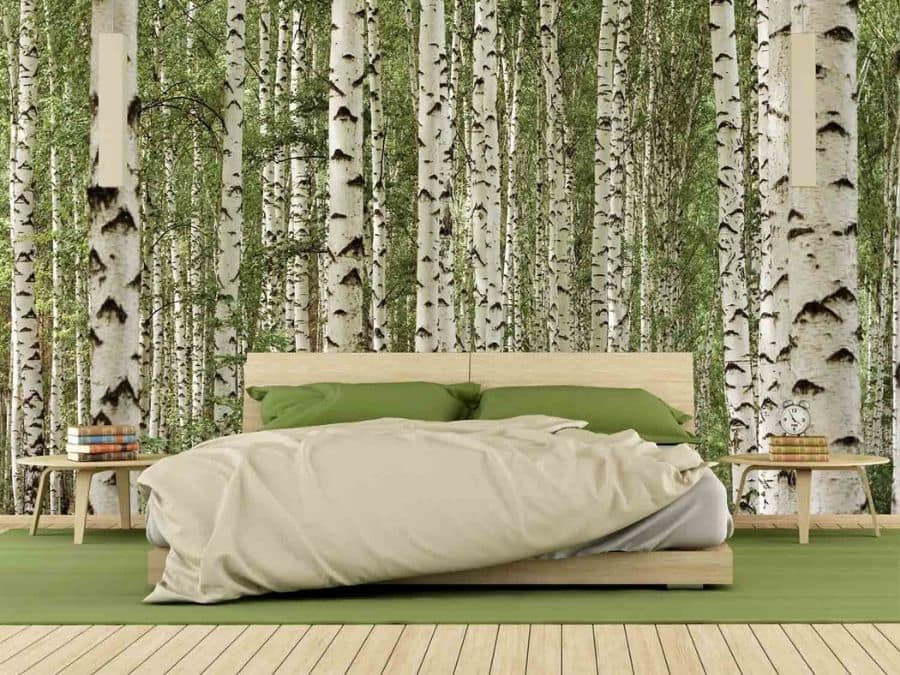 Birch Tree Forest Wall Mural | About Murals