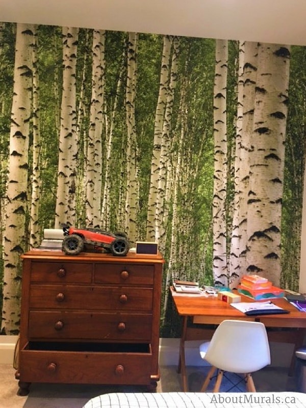 A birch tree forest wall mural in a boys bedroom