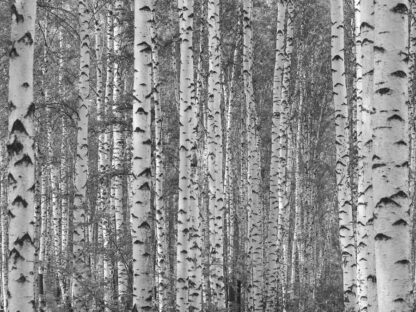 Black and White Birch Tree Wallpaper is a photo mural of trees in a forest that's the perfect decor idea for a bedroom, bathroom or nursery from About Murals.