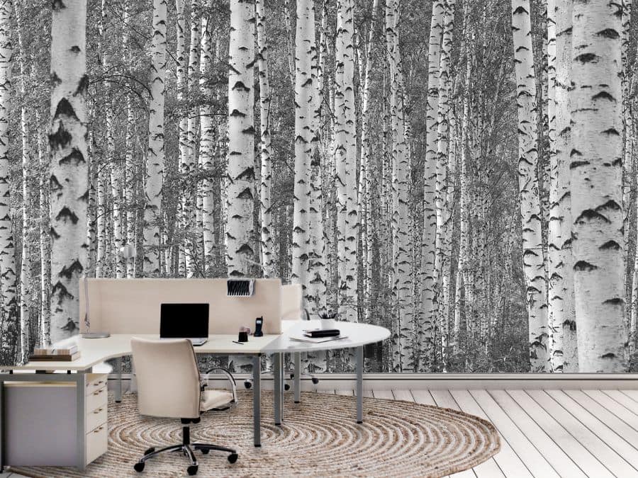 Black and White Birch Tree Wallpaper, as seen on the wall of this office, is a photo mural of beautiful trees in a birch forest from About Murals.