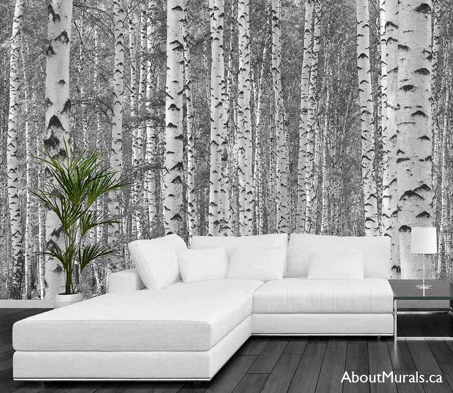 Black and White Birch Tree Wallpaper, as seen on the wall of this white living room, is a photo mural of grey trees in the woods from About Murals.