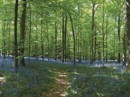 Bluebell Forest Wallpaper - Image 2