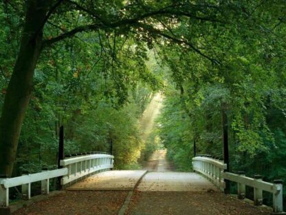 Bridge to the Forest Wall Mural is a photo wallpaper of a wooden bridge meandering under an arch of green trees in a forest from About Murals.