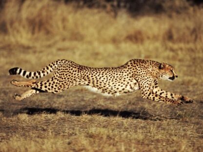 Cheetah Wallpaper is a photo mural featuring a large running cat in the African Serengeti from About Murals.