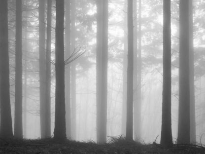 Fir Forest Wallpaper from About Murals