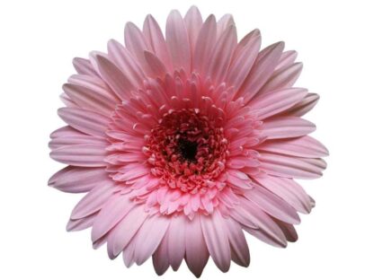 Gerbera Flower Wallpaper is a floral mural of a pink flower from About Murals.