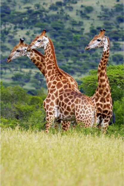 Giraffes Wall Mural is a safari wallpaper with three giraffes from About Murals.