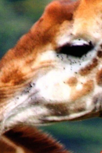 Giraffes Wall Mural - Image 3