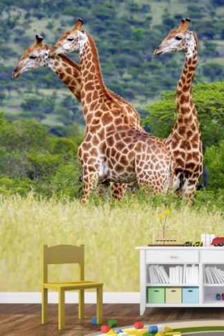 Giraffes Wall Mural, as seen in this kids room, is a photo wallpaper of three giraffes walking in a dry safari grassland from About Murals.