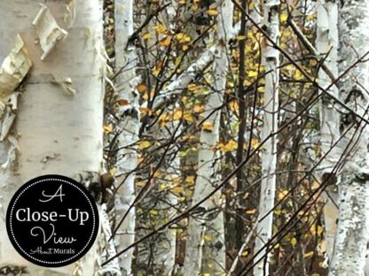 White Birch Wallpaper - Image 12