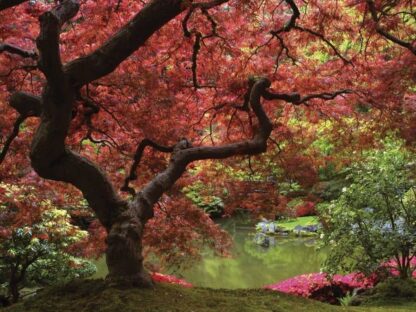Japanese Maple Wallpaper is a photo wall mural of a red trees overlooking a serene pond in an oriental garden from About Murals.