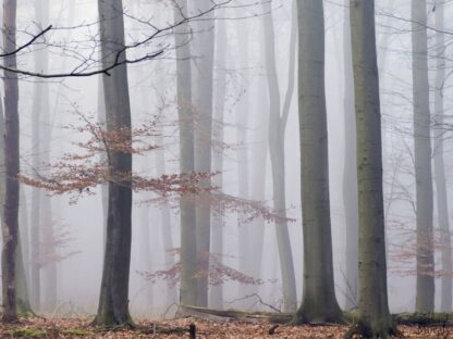 Morning Fog Wall Mural. Forest wallpaper from About Murals.