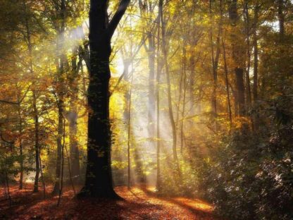 Morning Light Wallpaper is a photo wall mural of sun rays shining through yellow fall trees in the woods from About Murals.