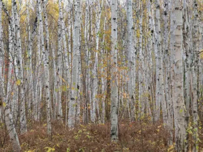 White Birch Wallpaper creates natural feeling walls with tall, white and yellow autumn trees from About Murals Canada.