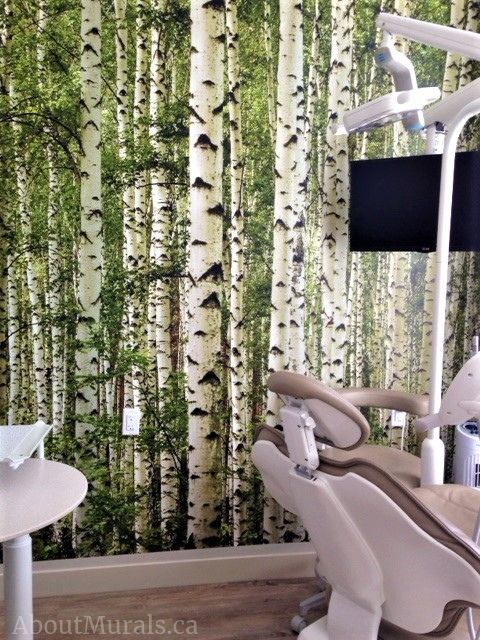 A birch tree wallpaper on the walls of a dentist office. Easy wallpaper sold by AboutMurals.ca