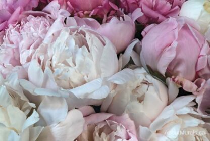 Peony Wallpaper features a high resolution photo of pink flowers printed on removable wallpaper, sold by AboutMurals.ca