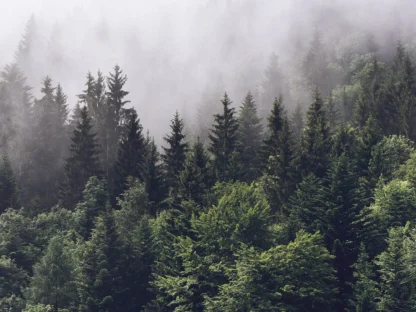 Foggy Forest Wallpaper is a photo mural featuring a grey misty fog settling over dark pine trees from About Murals Canada.