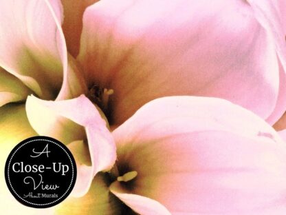 A close-up view of pink flower wallpaper featuring the delicate dahlia petals from About Murals.
