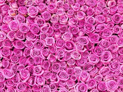 Pink Rose Wallpaper is a flower mural featuring a wall of pink roses created from a photo sold by About Murals.