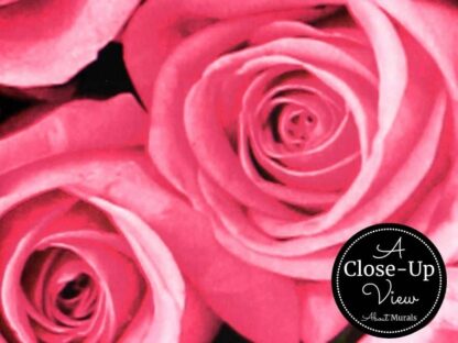 A close-up view of a pink rose wallpaper from About Murals.