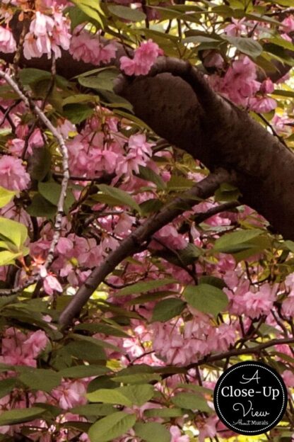 Cherry Blossom Tree Wallpaper - Image 3