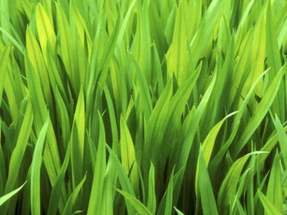 Grass Wall Wallpaper, originally called Iris Leaves, is a wall mural of green grass taken up close from About Murals.