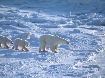 Polar Bear Wallpaper is a photo mural of white bears walking over snow in the Northern Arctic Circle from About Murals.