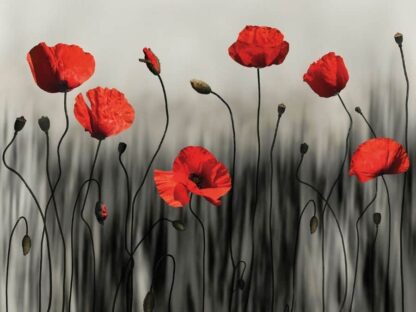 Poppy Wallpaper - Image 2