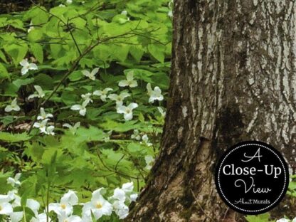 Trillium Wallpaper - Image 4