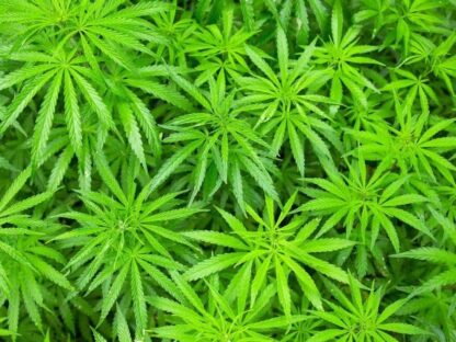 Cannabis Wallpaper features green weed plants with slender leaves from About Murals.