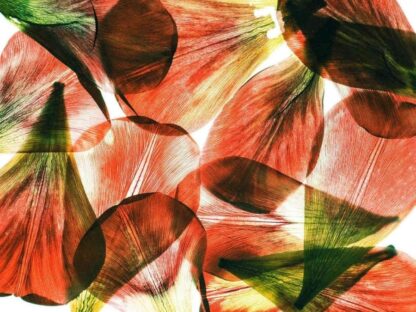 Flower Petal Wallpaper features textured, veined tulip petals from About Murals.