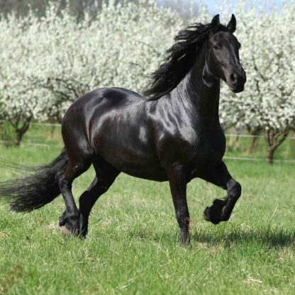 Black Horse Wallpaper - Image 2