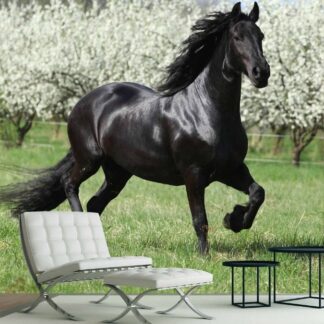 Black Horse Wallpaper, as seen on the wall of this equestrian living room, is a photo mural of a black stallion galloping in a field near white flower trees from About Murals.