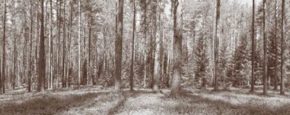 Brown Fir Trees Wallpaper is a photo mural of an extra large, panoramic fir forest in Sepia from About Murals.