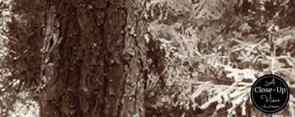 Brown Fir Trees Wallpaper - Image 3