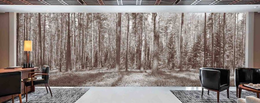 Brown Fir Trees Wallpaper, as seen on the wall of this office, is an extra large, panoramic mural with tall fir trees and pine trees in an evergreen forest from About Murals.