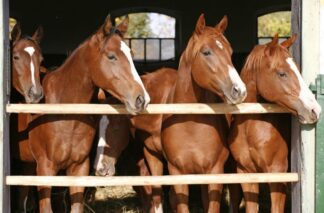 Brown Horses Wallpaper is a photo mural of five Arabian horses behind a stable gate from About Murals.