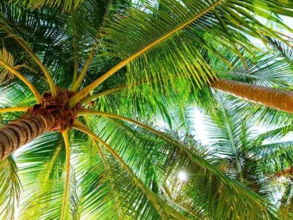 Coconut Tree Wallpaper is a photo mural of a view from under a palm tree sold by About Murals.