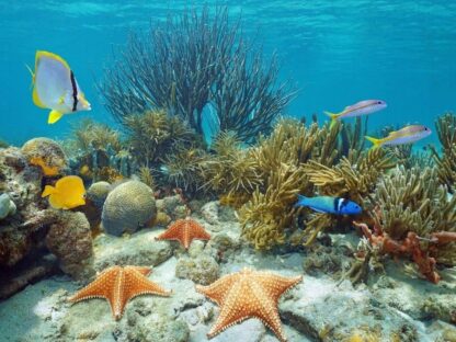 Coral Reef Wallpaper is a photo mural of fish and jellyfish swimming under the sea from About Murals.