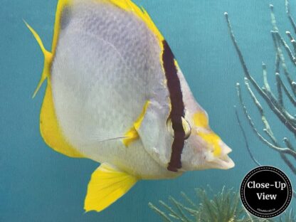 Close up view of a fish in a coral reef wallpaper from About Murals