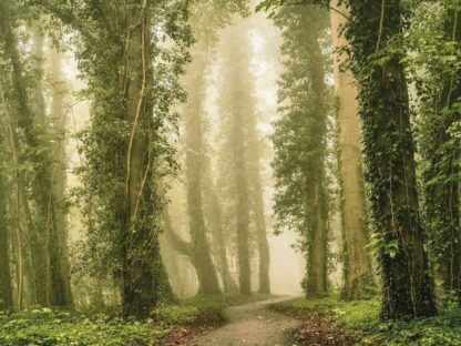 Dense Forest Wallpaper is a wall mural of a path weaving through green vine-covered trees toward a foggy background from About Murals.