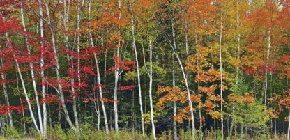 Fall Color Wallpaper - Image 2